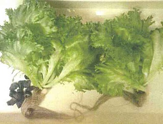 クリックで拡大します